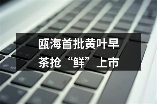 瓯海首批黄叶早茶抢“鲜”上市