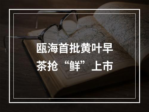 瓯海首批黄叶早茶抢“鲜”上市