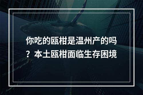 你吃的瓯柑是温州产的吗？本土瓯柑面临生存困境