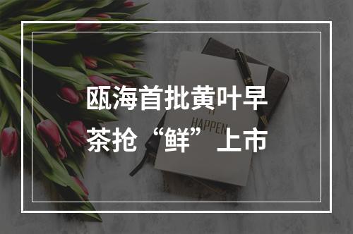 瓯海首批黄叶早茶抢“鲜”上市