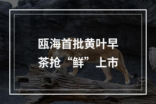 瓯海首批黄叶早茶抢“鲜”上市