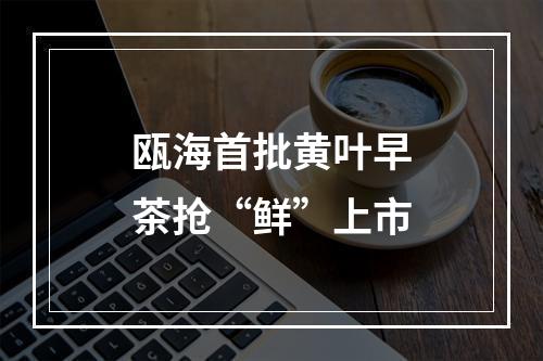 瓯海首批黄叶早茶抢“鲜”上市