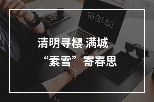 清明寻樱 满城“素雪”寄春思