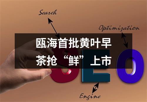 瓯海首批黄叶早茶抢“鲜”上市