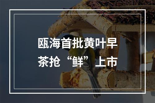 瓯海首批黄叶早茶抢“鲜”上市