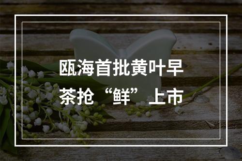 瓯海首批黄叶早茶抢“鲜”上市