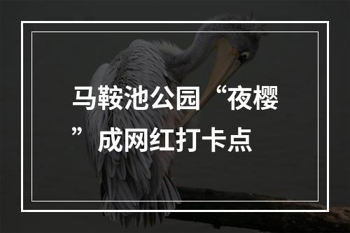 马鞍池公园“夜樱”成网红打卡点