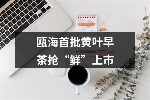 瓯海首批黄叶早茶抢“鲜”上市