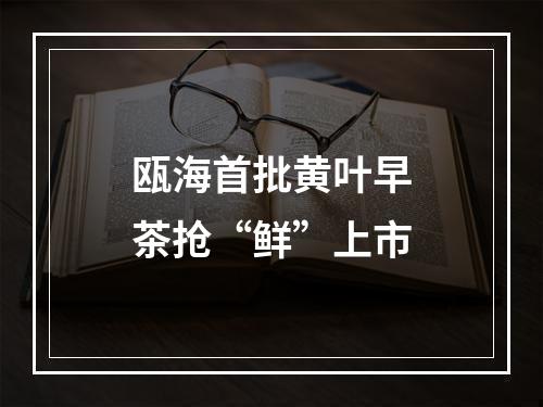 瓯海首批黄叶早茶抢“鲜”上市