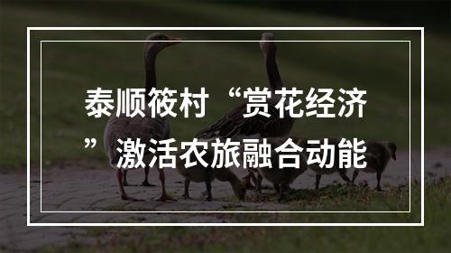 泰顺筱村“赏花经济”激活农旅融合动能