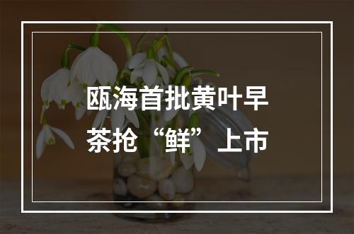 瓯海首批黄叶早茶抢“鲜”上市