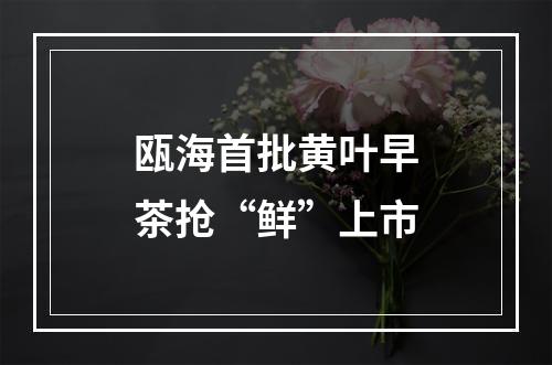 瓯海首批黄叶早茶抢“鲜”上市