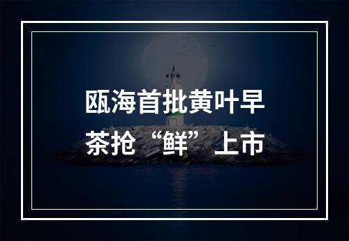 瓯海首批黄叶早茶抢“鲜”上市