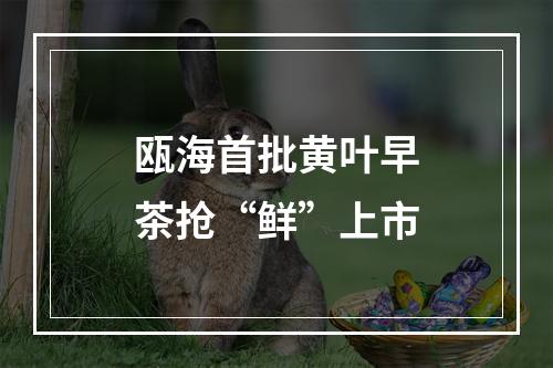 瓯海首批黄叶早茶抢“鲜”上市