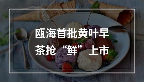 瓯海首批黄叶早茶抢“鲜”上市