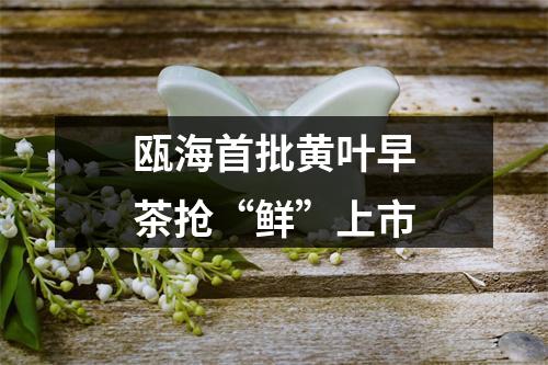 瓯海首批黄叶早茶抢“鲜”上市