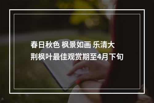 春日秋色 枫景如画 乐清大荆枫叶最佳观赏期至4月下旬