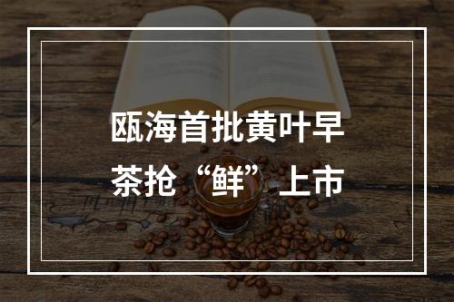瓯海首批黄叶早茶抢“鲜”上市