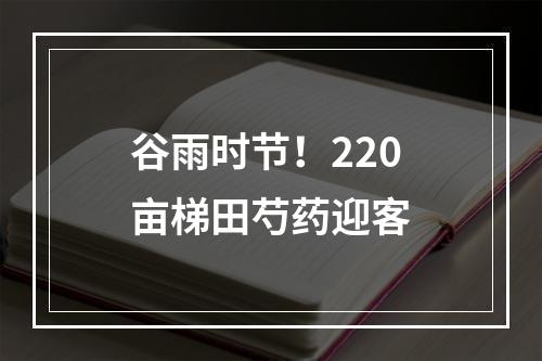 谷雨时节！220亩梯田芍药迎客