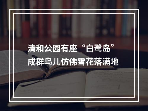 清和公园有座“白鹭岛” 成群鸟儿仿佛雪花落满地