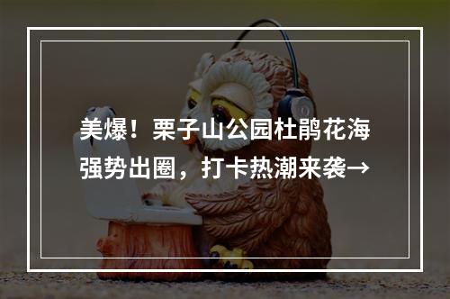 美爆！栗子山公园杜鹃花海强势出圈，打卡热潮来袭→