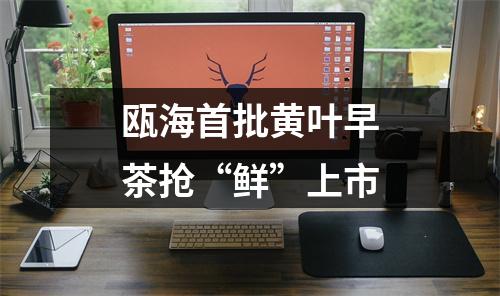 瓯海首批黄叶早茶抢“鲜”上市