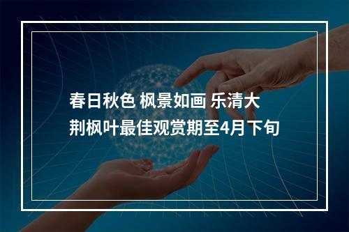 春日秋色 枫景如画 乐清大荆枫叶最佳观赏期至4月下旬