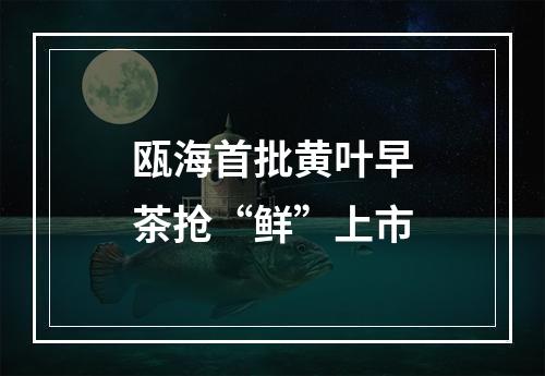 瓯海首批黄叶早茶抢“鲜”上市