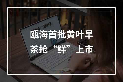 瓯海首批黄叶早茶抢“鲜”上市