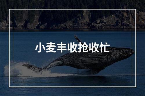 小麦丰收抢收忙