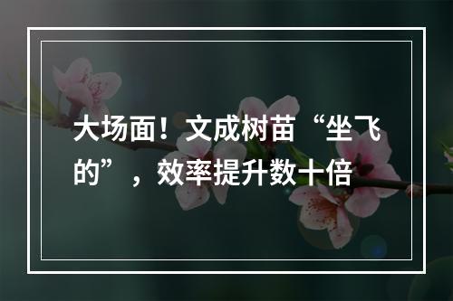 大场面！文成树苗“坐飞的”，效率提升数十倍