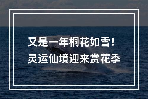 又是一年桐花如雪！灵运仙境迎来赏花季