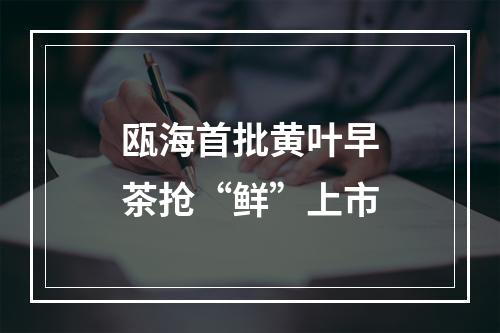 瓯海首批黄叶早茶抢“鲜”上市