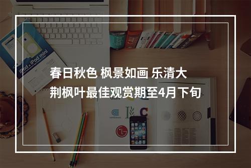 春日秋色 枫景如画 乐清大荆枫叶最佳观赏期至4月下旬