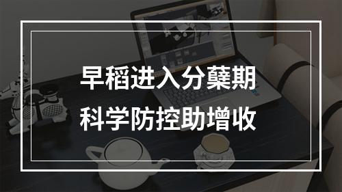 早稻进入分蘖期 科学防控助增收