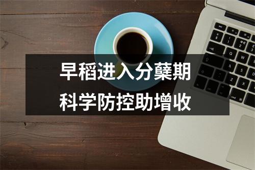 早稻进入分蘖期 科学防控助增收