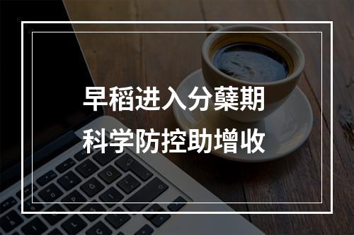 早稻进入分蘖期 科学防控助增收