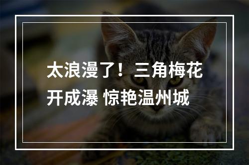 太浪漫了！三角梅花开成瀑 惊艳温州城