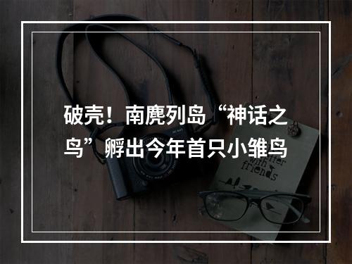 破壳！南麂列岛“神话之鸟”孵出今年首只小雏鸟
