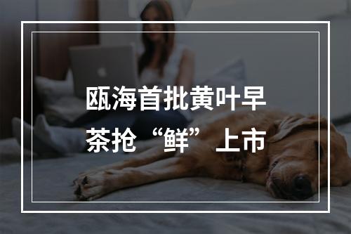 瓯海首批黄叶早茶抢“鲜”上市