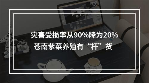 灾害受损率从90%降为20%  苍南紫菜养殖有“杆”货