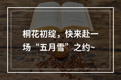 桐花初绽，快来赴一场“五月雪”之约~