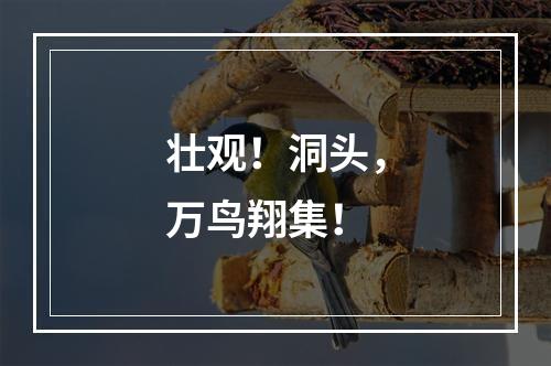 壮观！洞头，万鸟翔集！