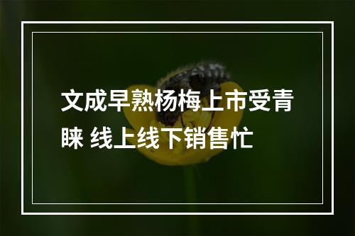 文成早熟杨梅上市受青睐 线上线下销售忙