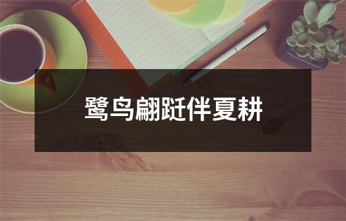 鹭鸟翩跹伴夏耕