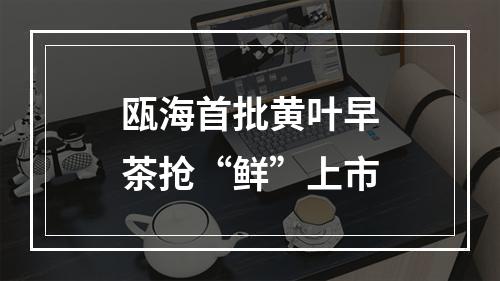 瓯海首批黄叶早茶抢“鲜”上市