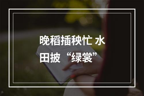 晚稻插秧忙 水田披“绿裳”