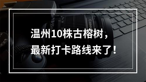 温州10株古榕树，最新打卡路线来了！