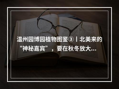温州园博园植物图鉴③丨北美来的“神秘嘉宾”，要在秋冬放大招！