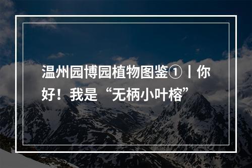 温州园博园植物图鉴①丨你好！我是“无柄小叶榕”